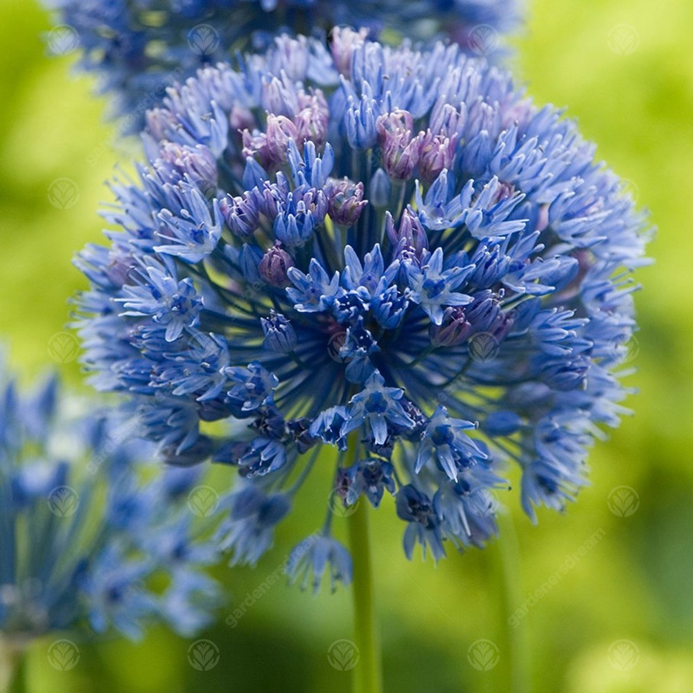 Allium Caeruleum -MASTER-