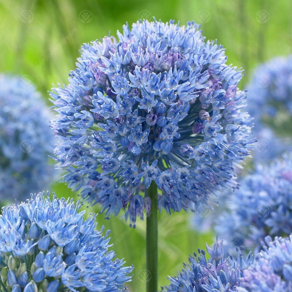 Allium Caeruleum -MASTER-