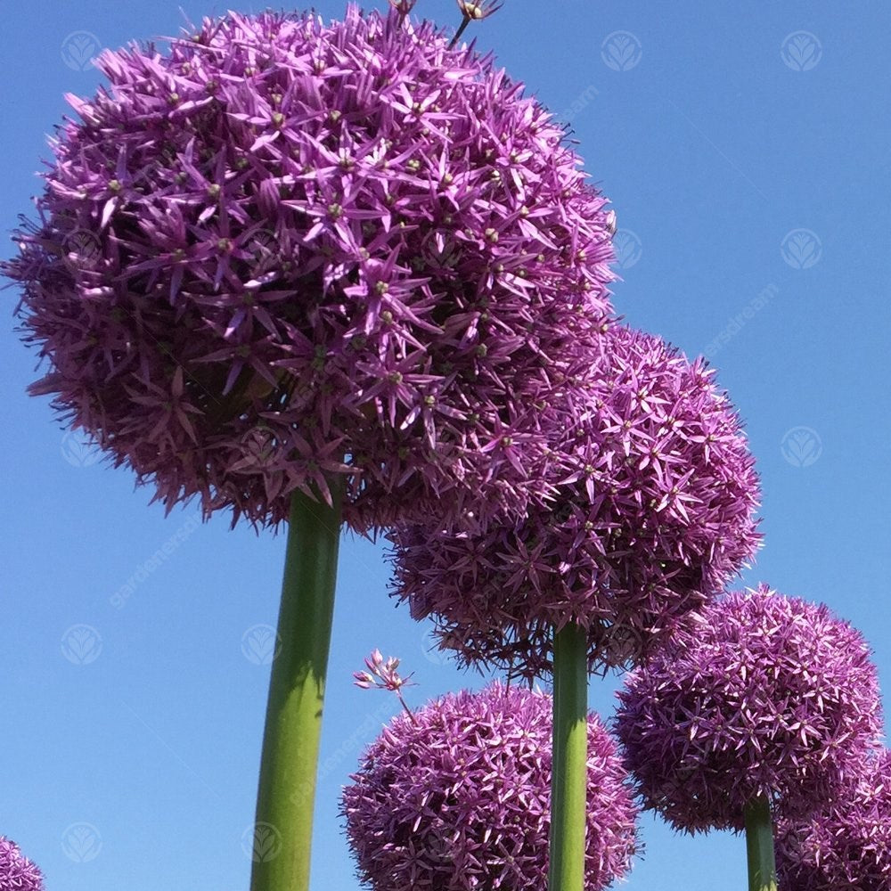 Allium Globermaster -MASTER-