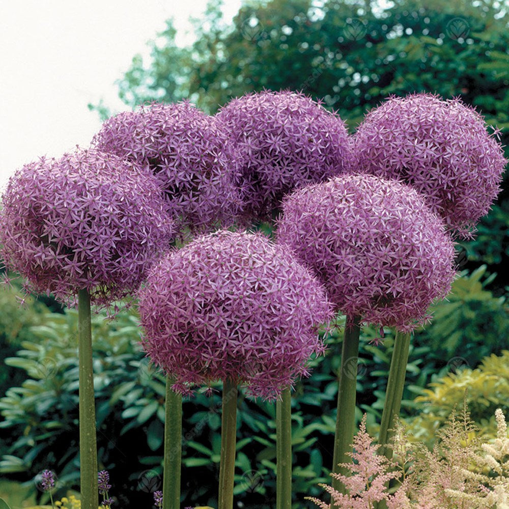 Allium Globermaster -MASTER-