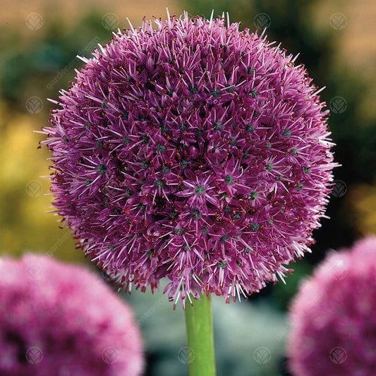 Allium Globermaster -MASTER-