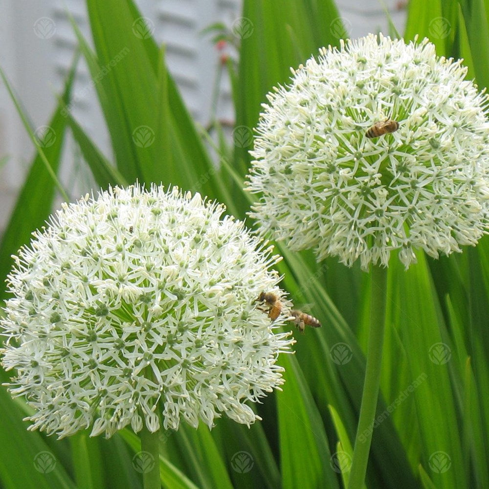 Allium Mount Everest -MASTER-