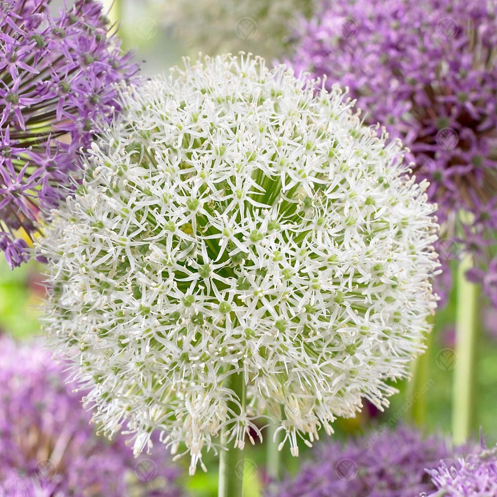 Allium Mount Everest -MASTER-
