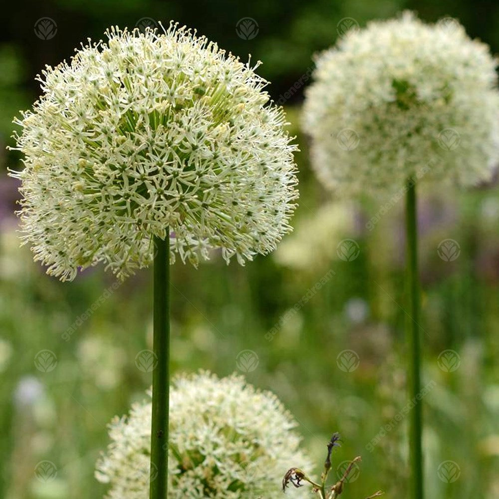 Allium Mount Everest -MASTER-