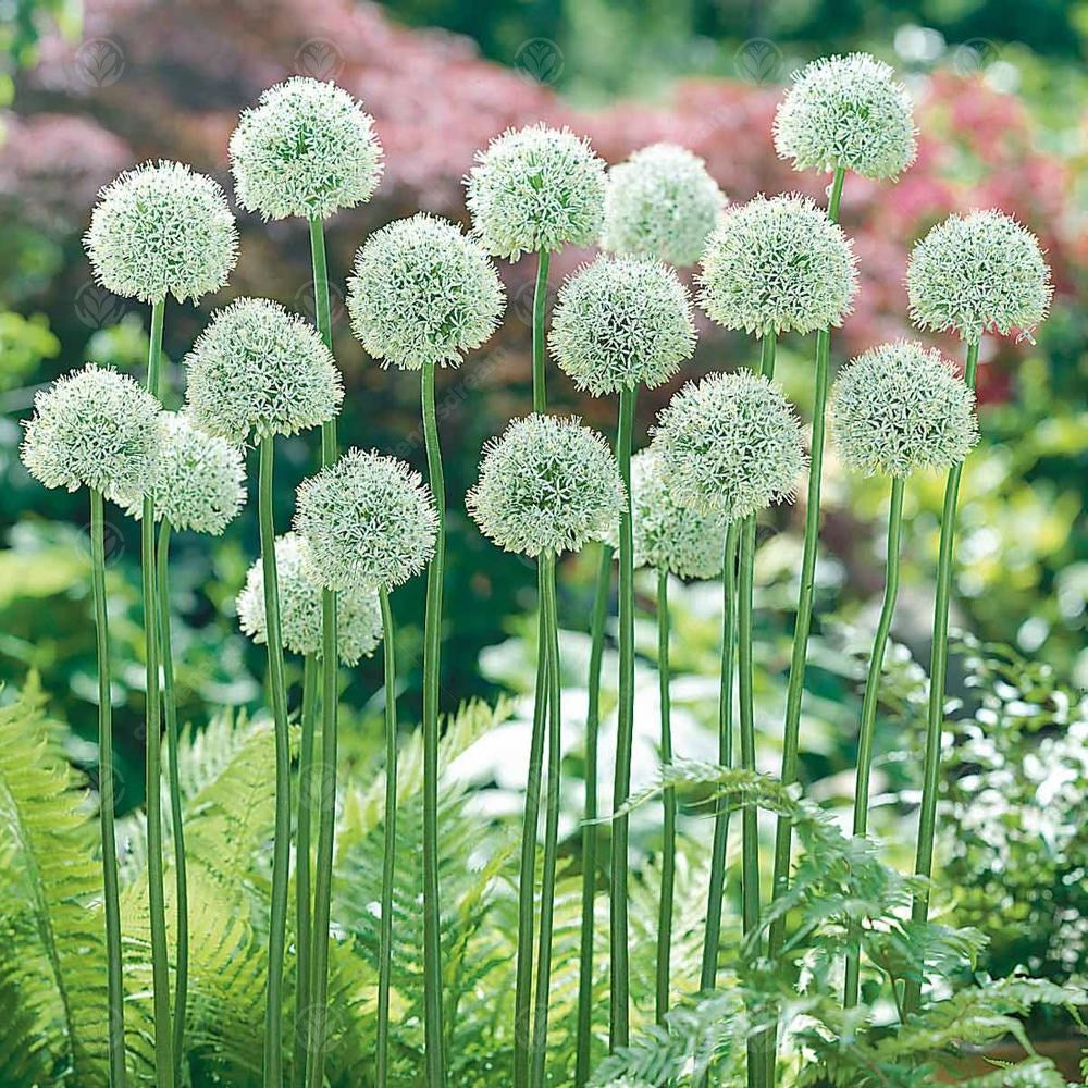 Allium Mount Everest -MASTER-