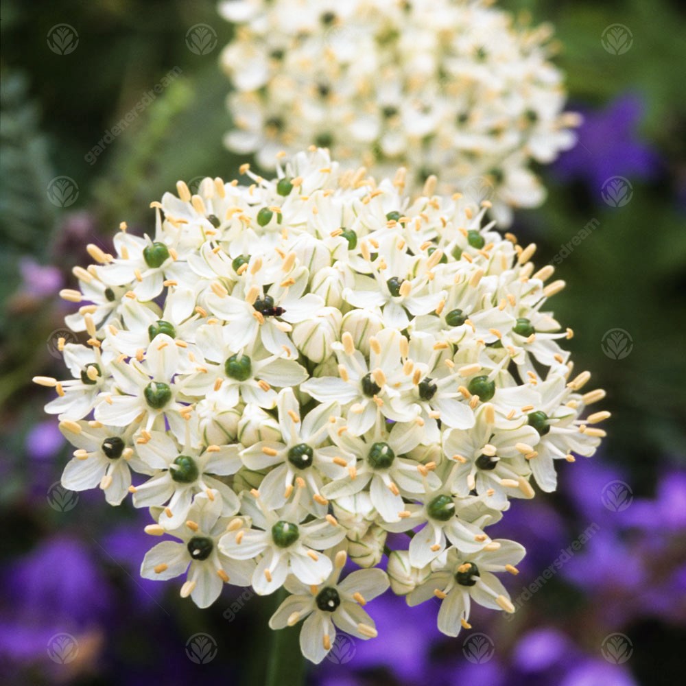 Allium Nigrum -MASTER-