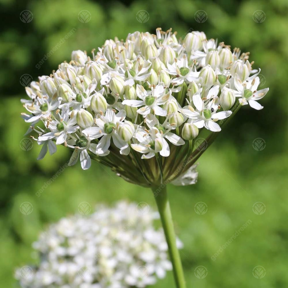 Allium Nigrum -MASTER-