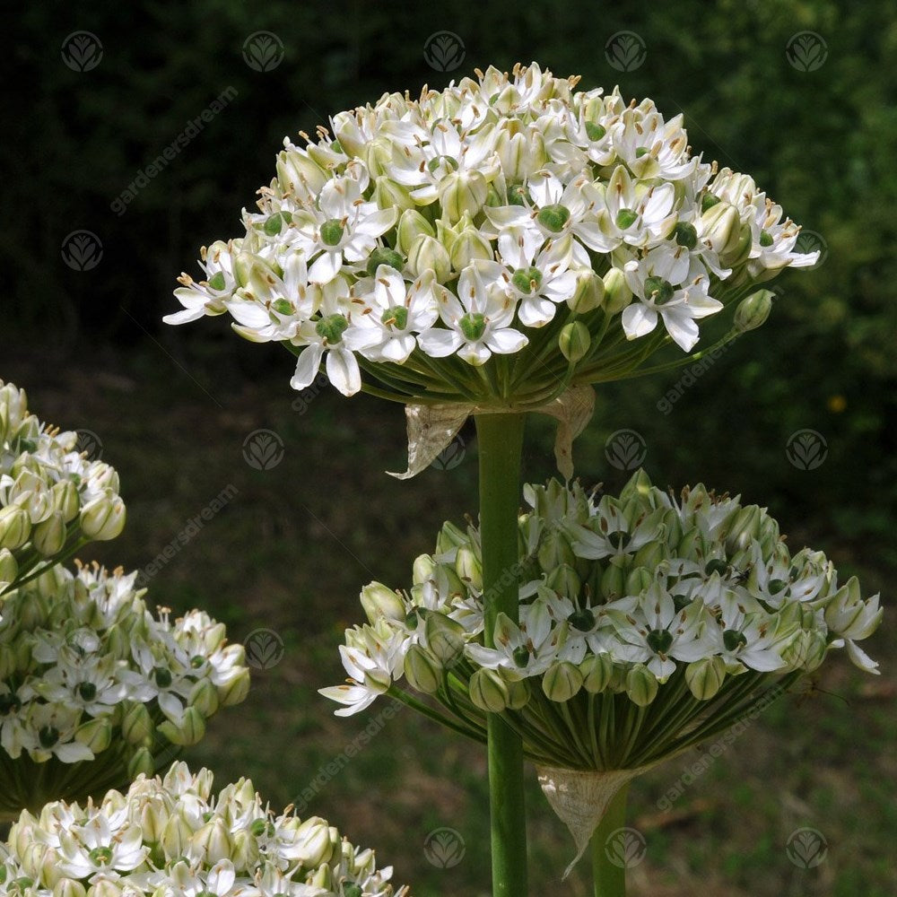Allium Nigrum -MASTER-