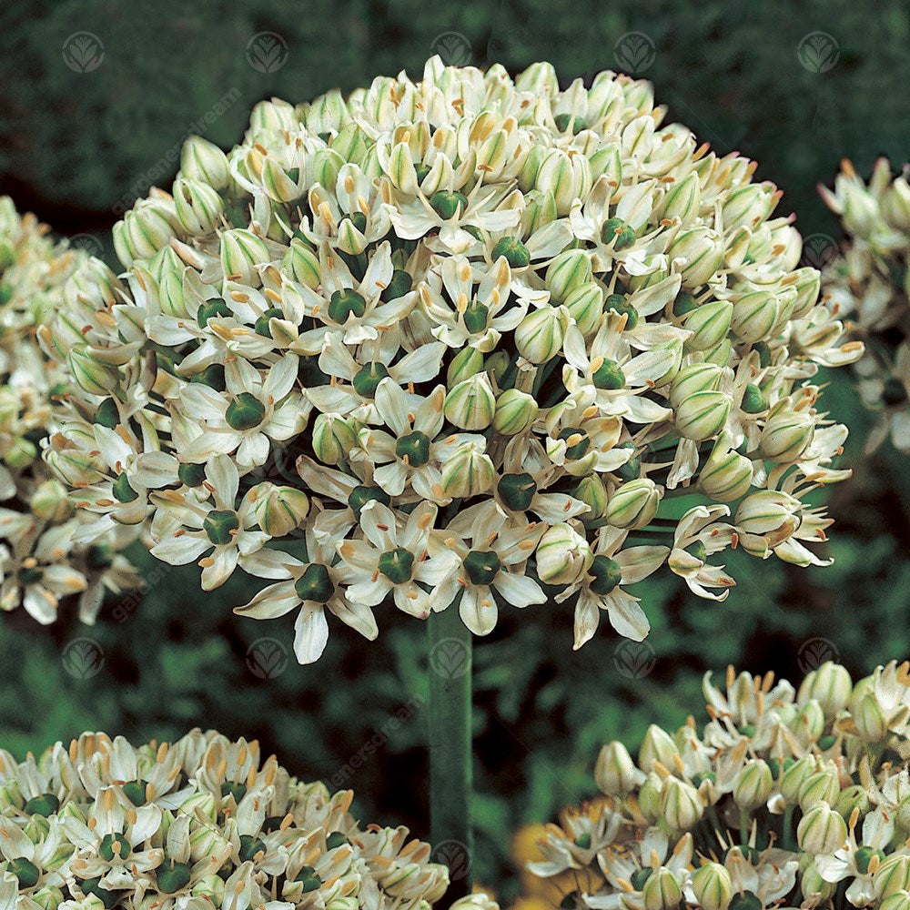 Allium Nigrum -MASTER-