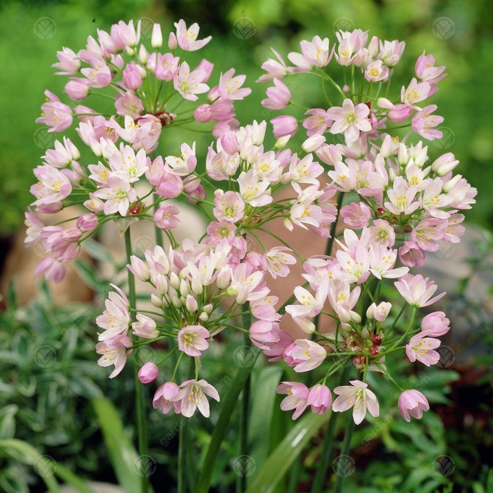 Allium Roseum -MASTER-