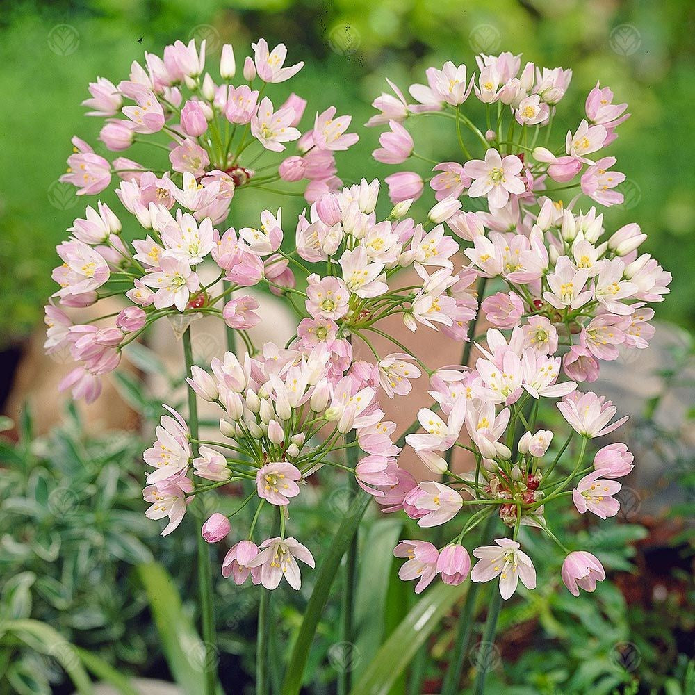 Allium Roseum -MASTER-