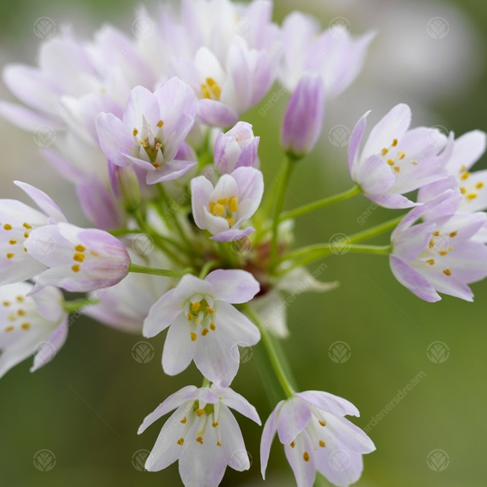 Allium Roseum -MASTER-