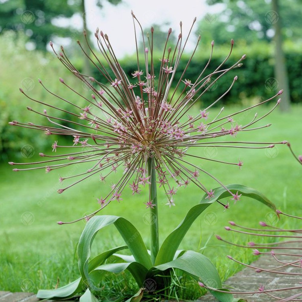 Allium Schubertii -MASTER-