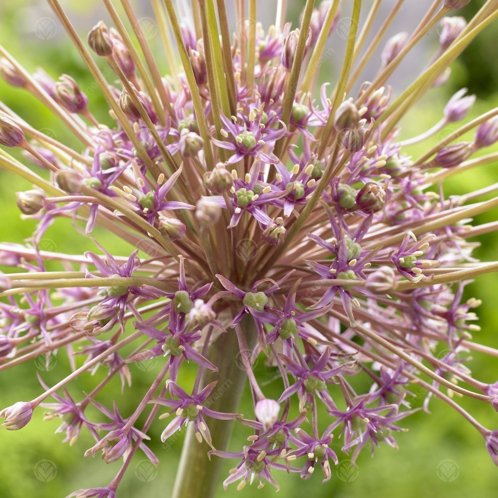 Allium Schubertii -MASTER-