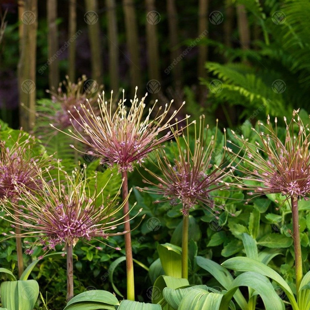 Allium Schubertii -MASTER-