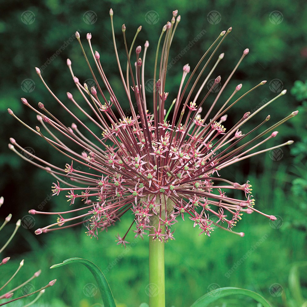 Allium Schubertii -MASTER-
