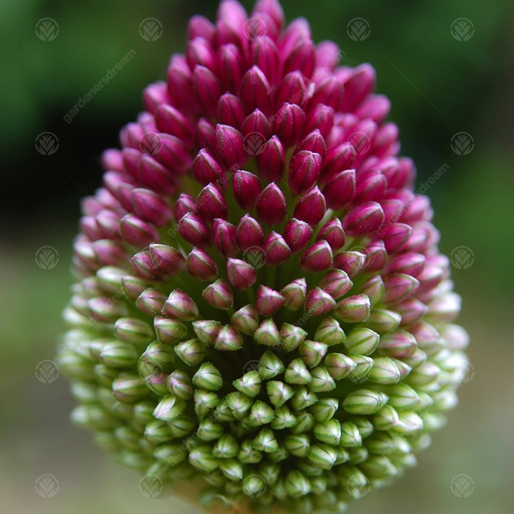 Allium Sphaerocephalon -MASTER-
