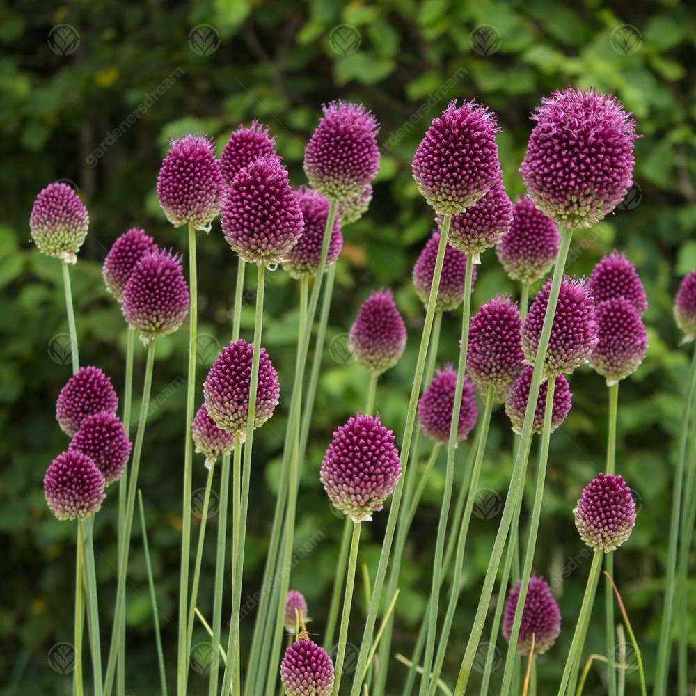 Allium Sphaerocephalon -MASTER-