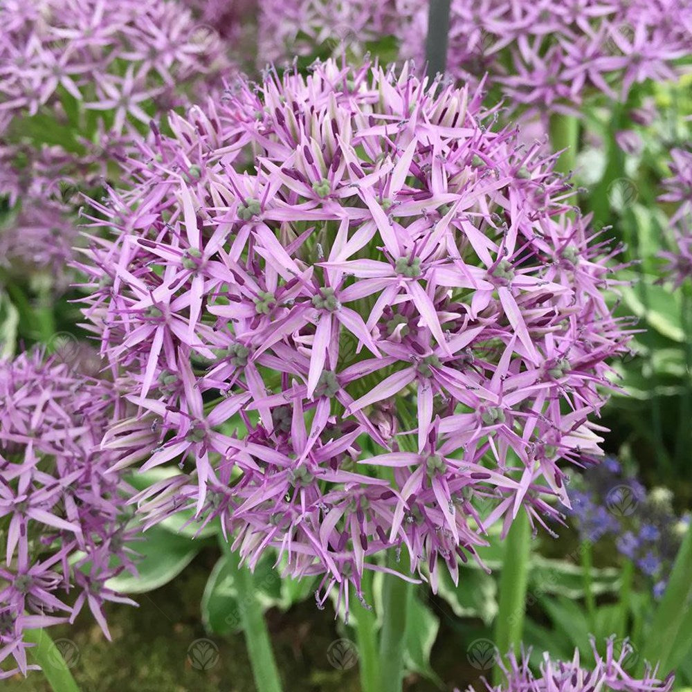 Allium Violet Beauty -MASTER-