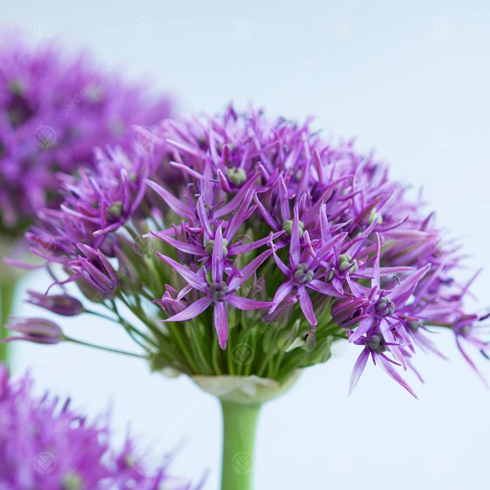 Allium Violet Beauty -MASTER-