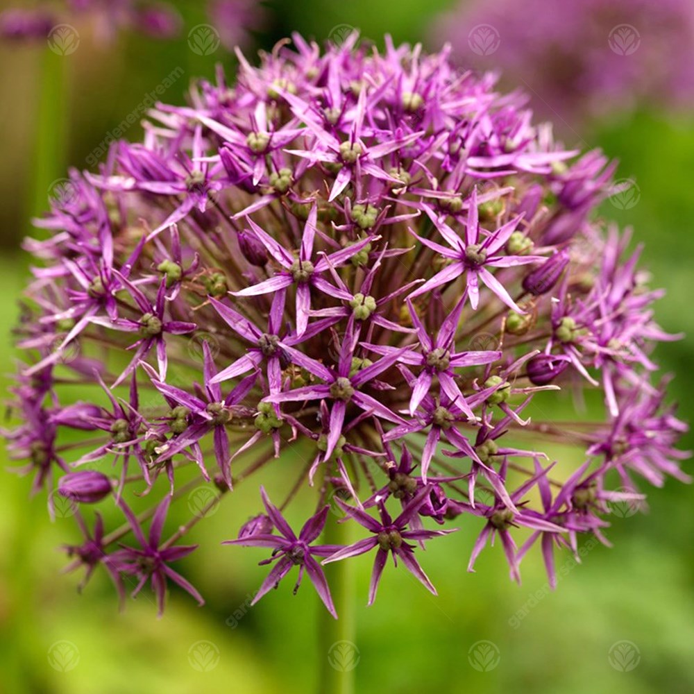 Allium Violet Beauty -MASTER-