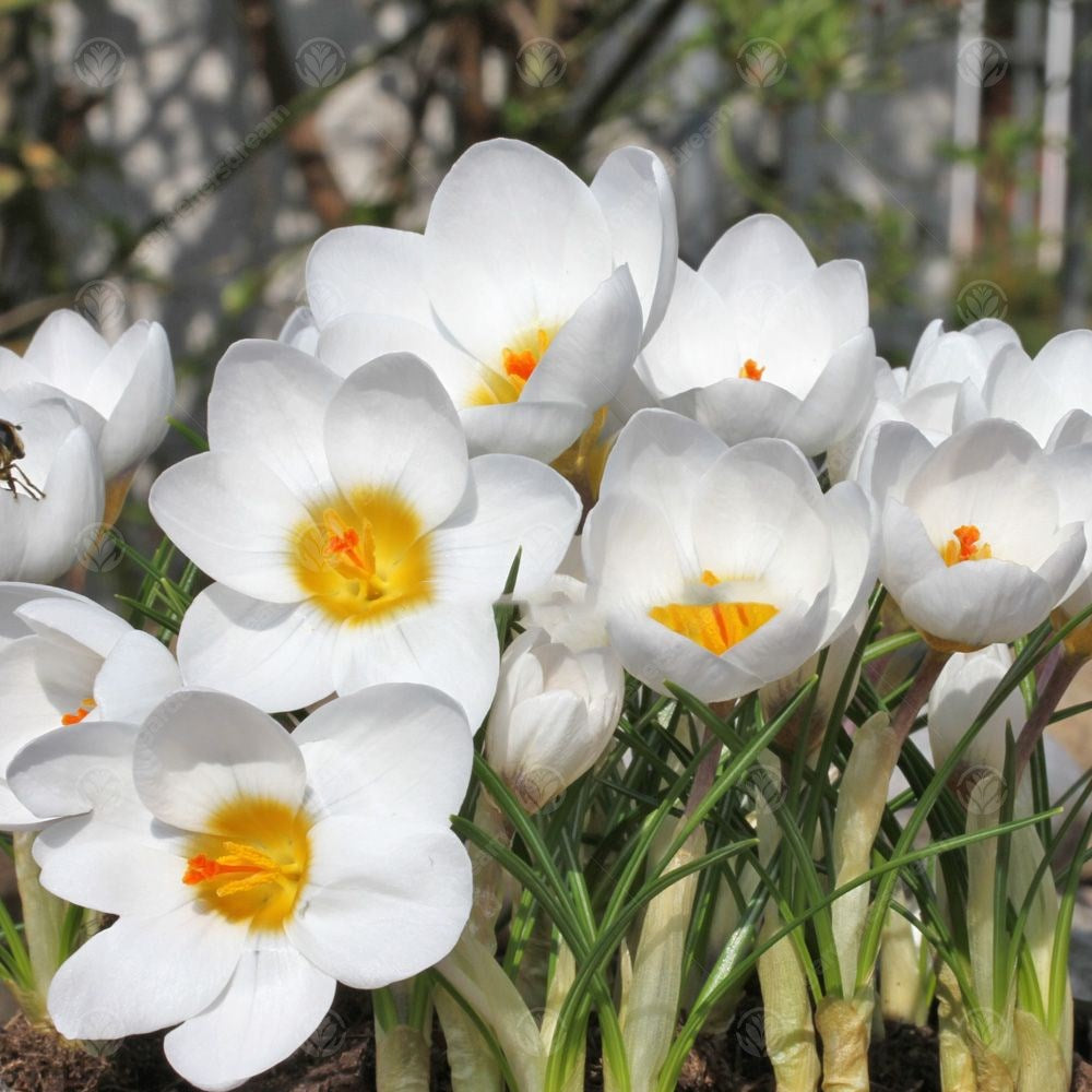 Crocus Ard Schenk -MASTER-