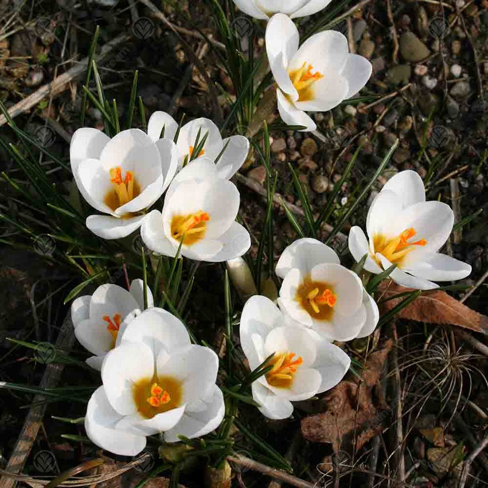 Crocus Ard Schenk -MASTER-