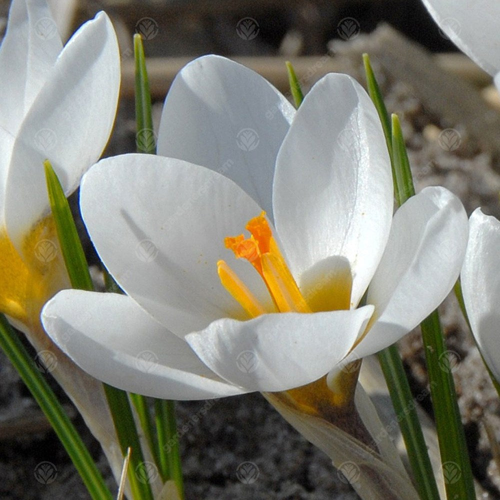 Crocus Ard Schenk -MASTER-