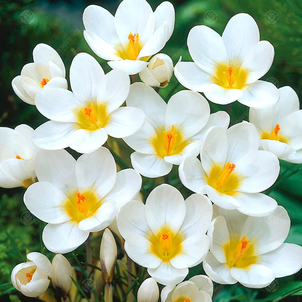Crocus Ard Schenk -MASTER-