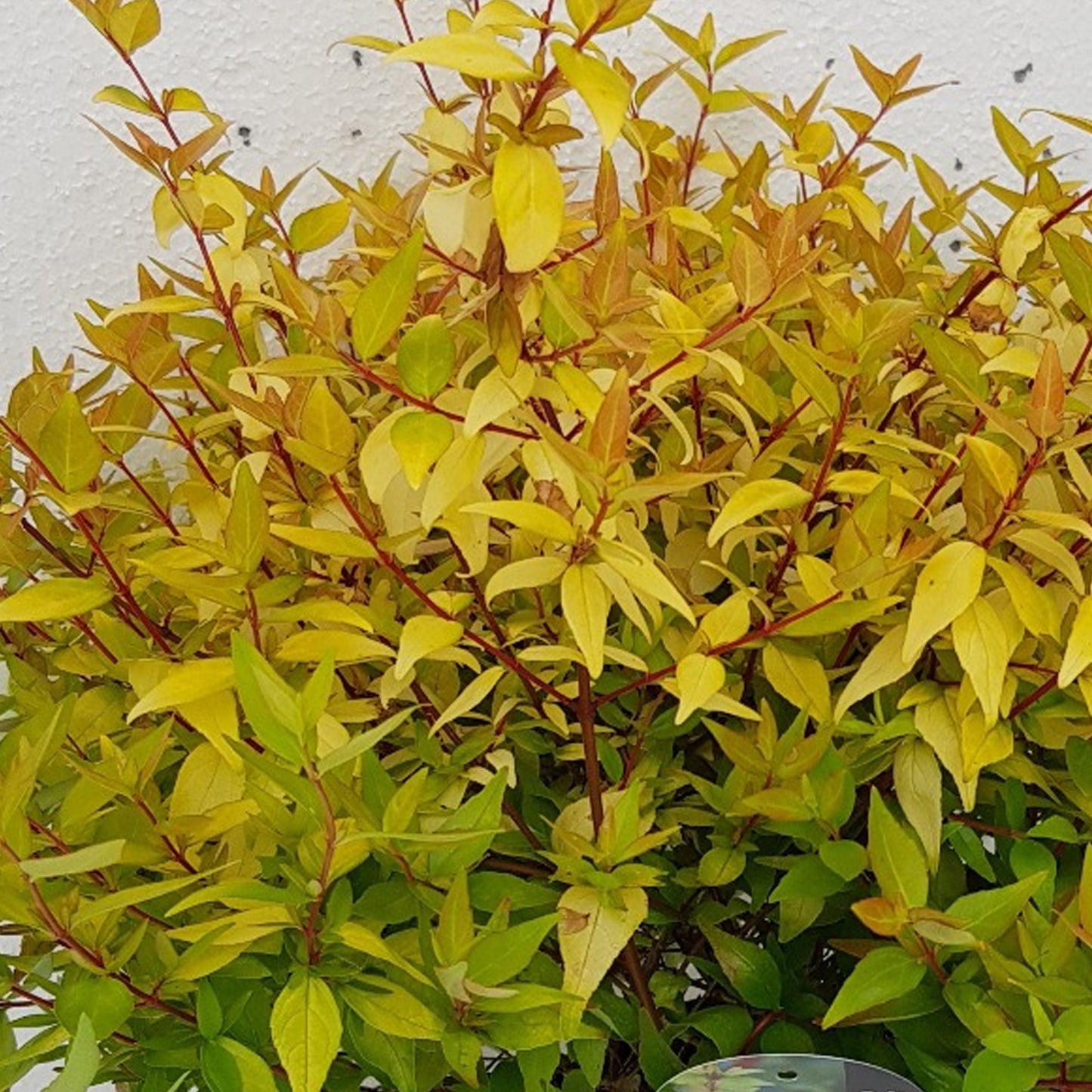 Abelia Gold Jewel