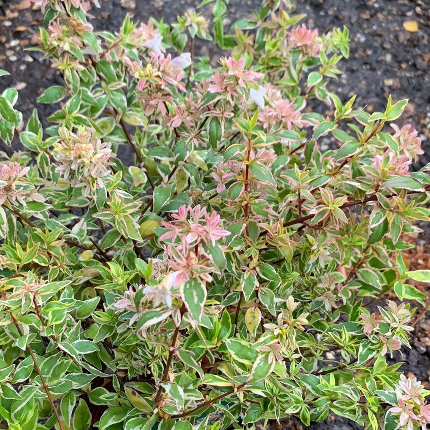 Abelia Radiance