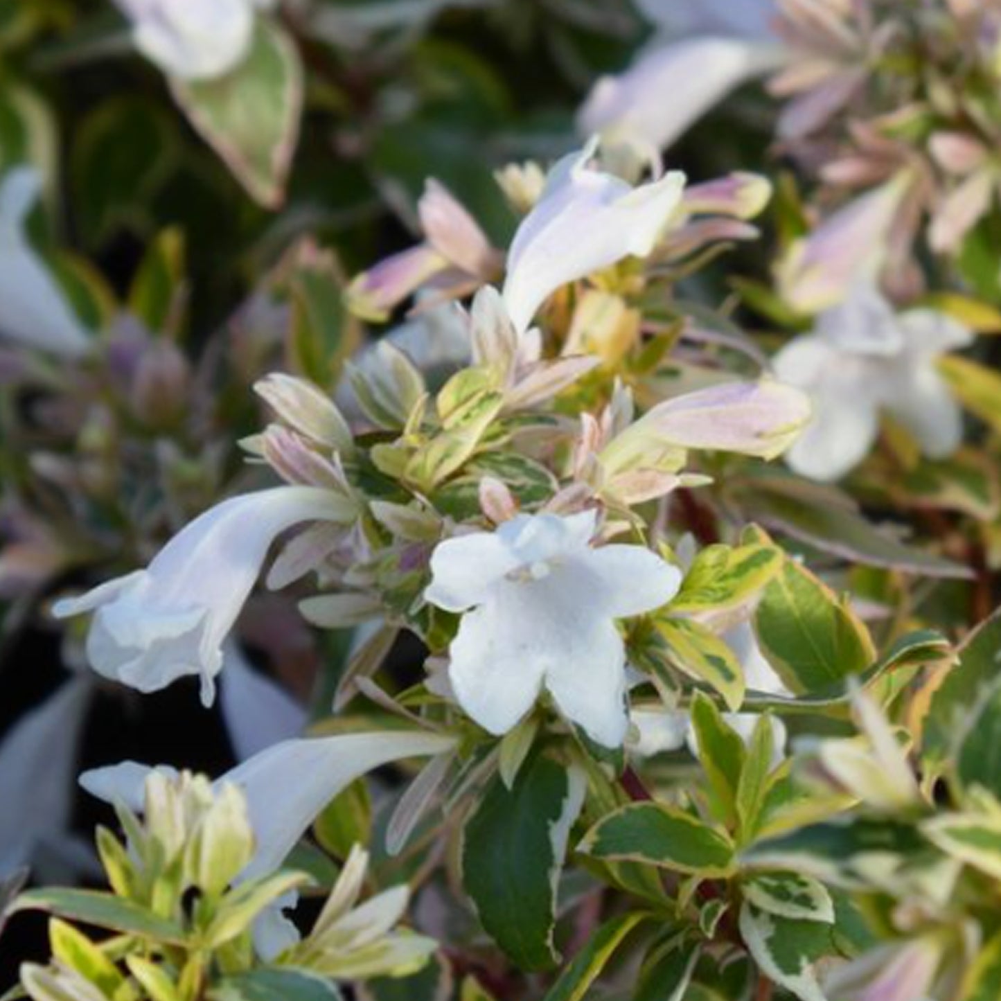 Abelia Radiance