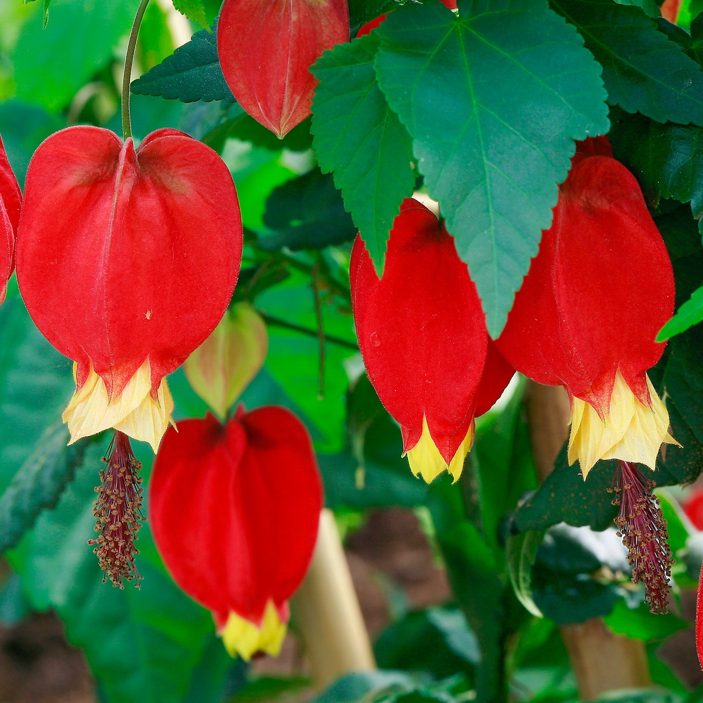 Abutilon Megapotamicum