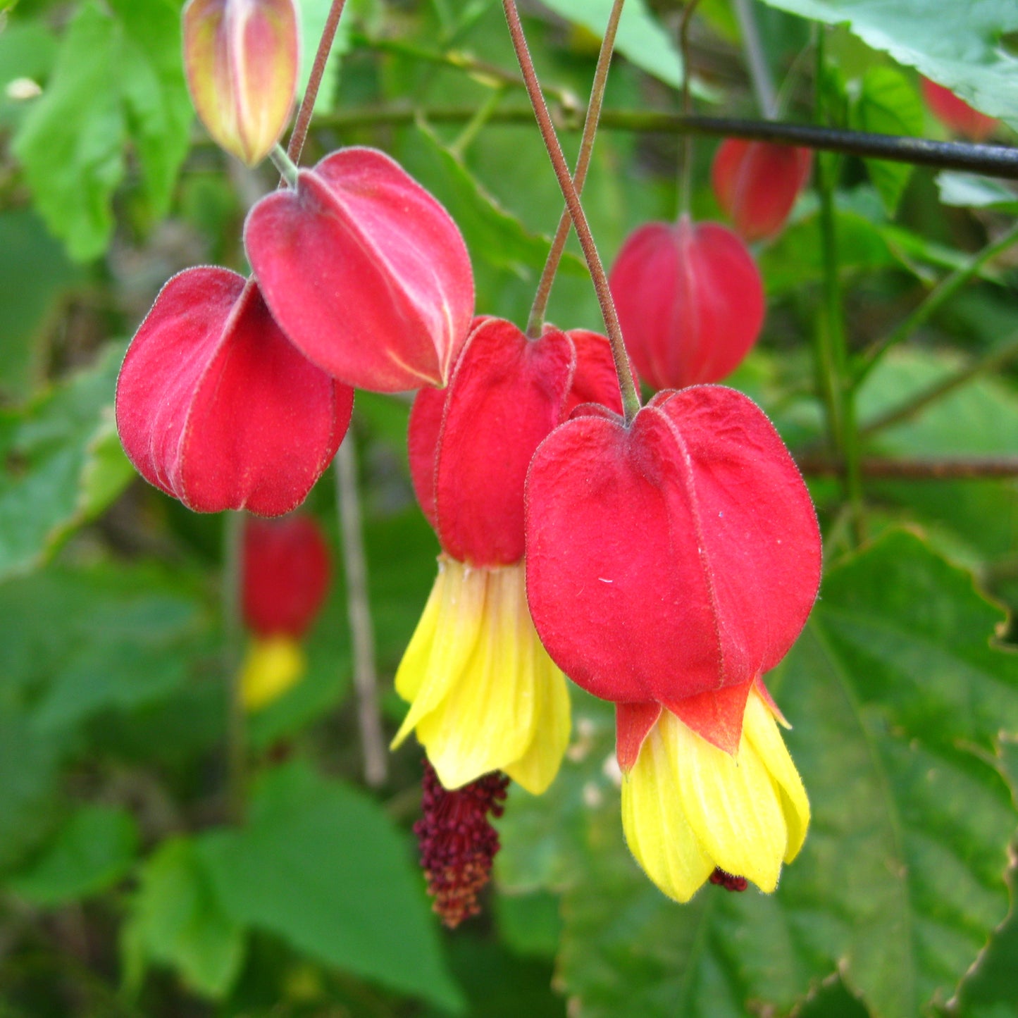 Abutilon Megapotamicum