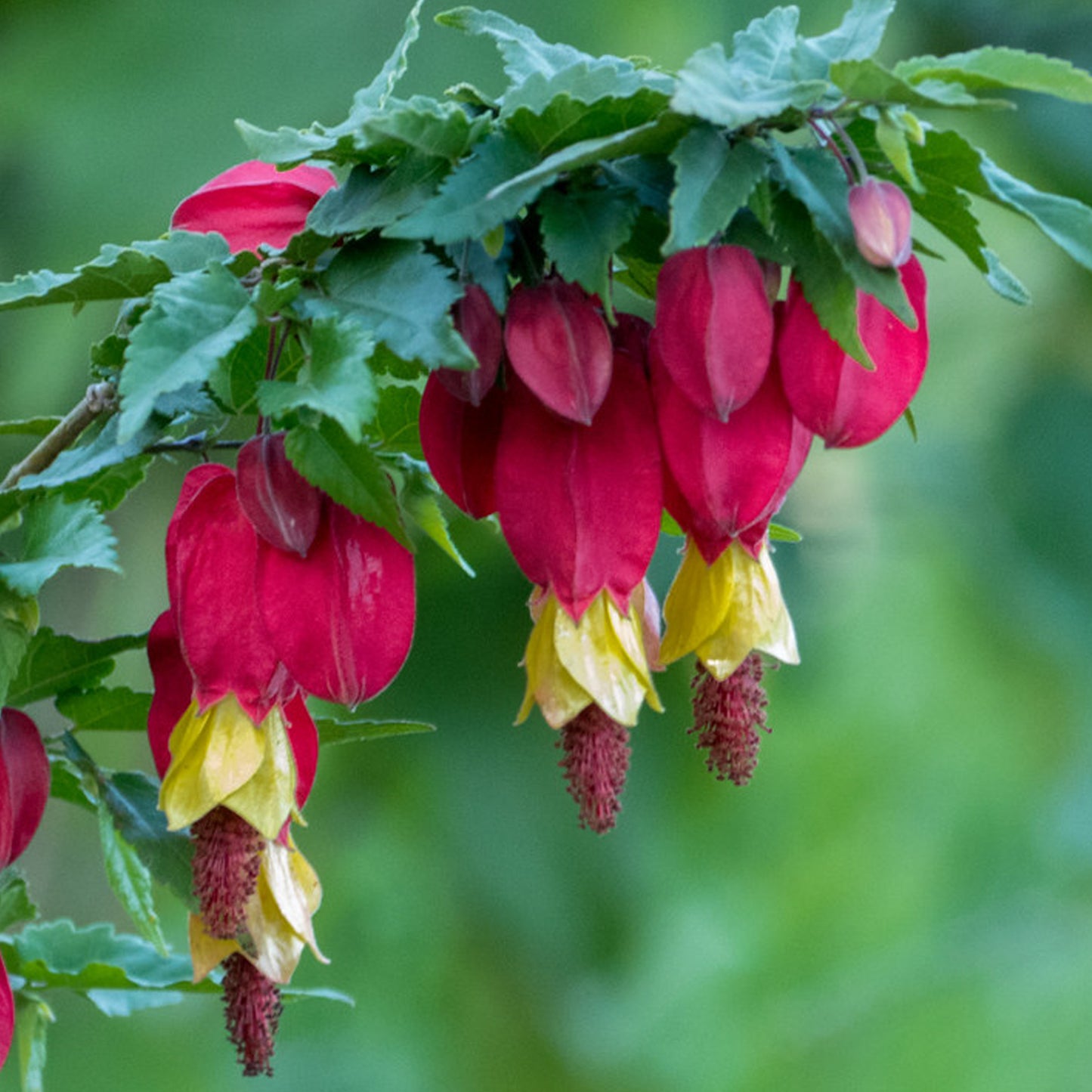 Abutilon Megapotamicum