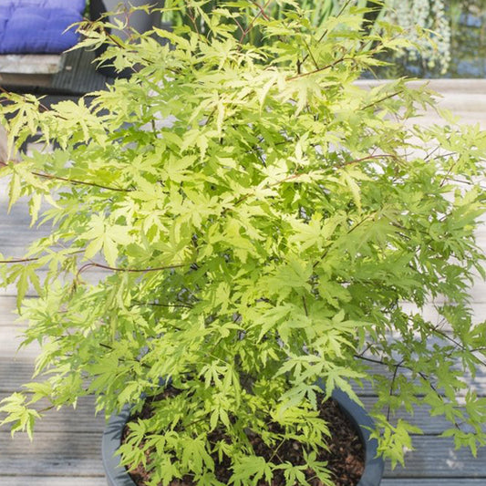 Acer Anne Irene