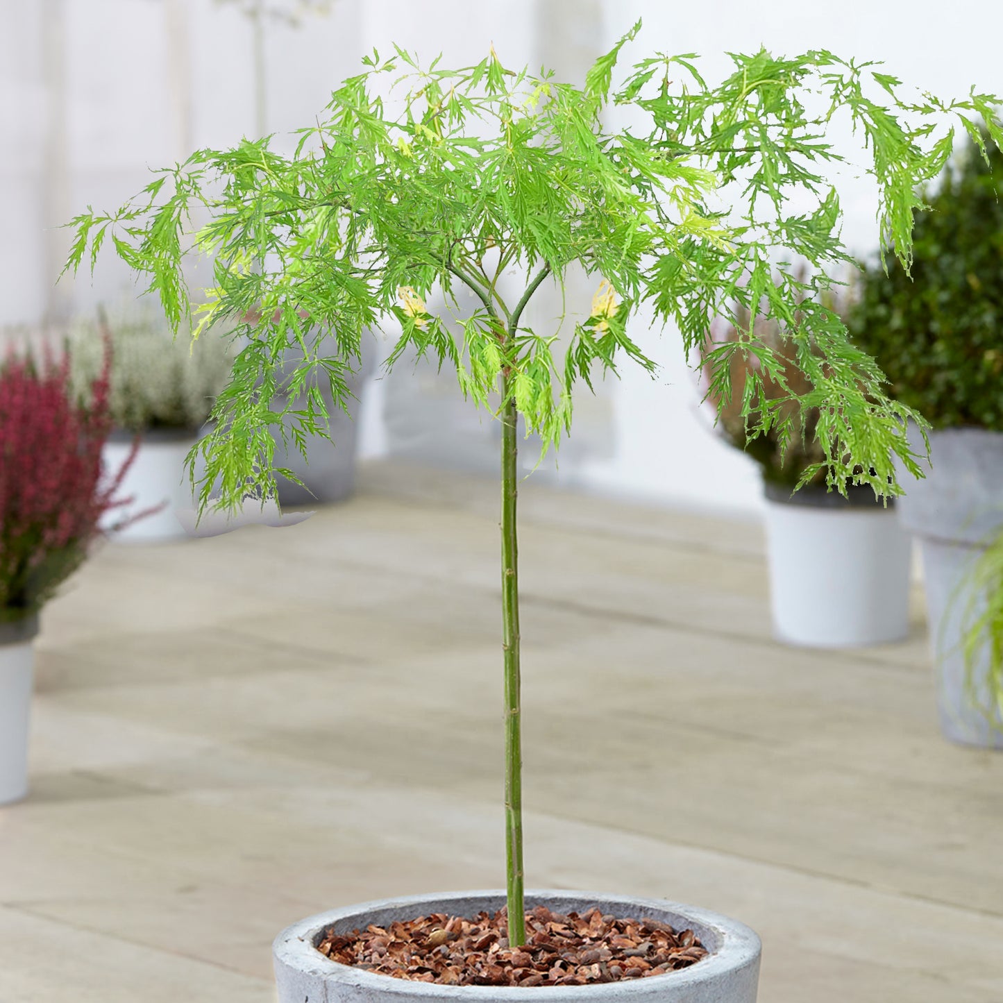 Acer Dissectum Patio Tree