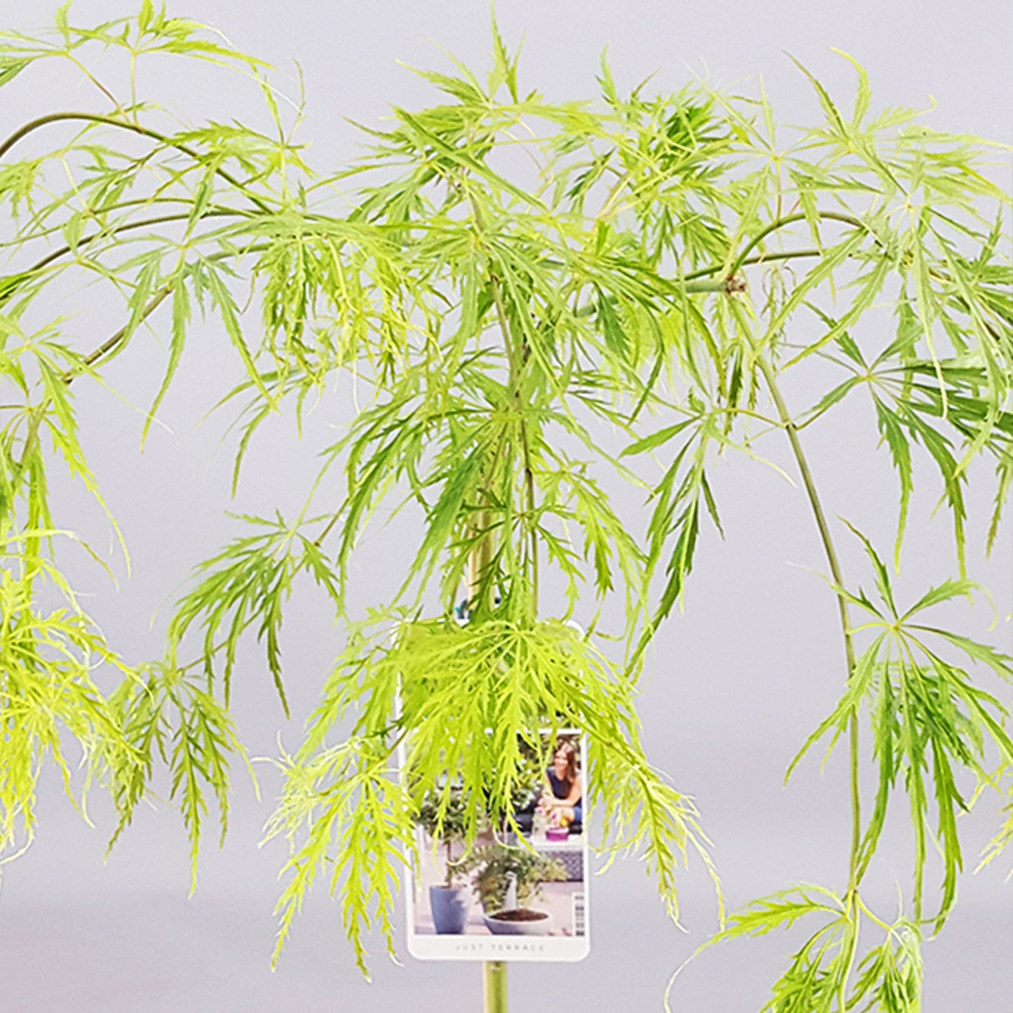 Acer Dissectum Patio Tree