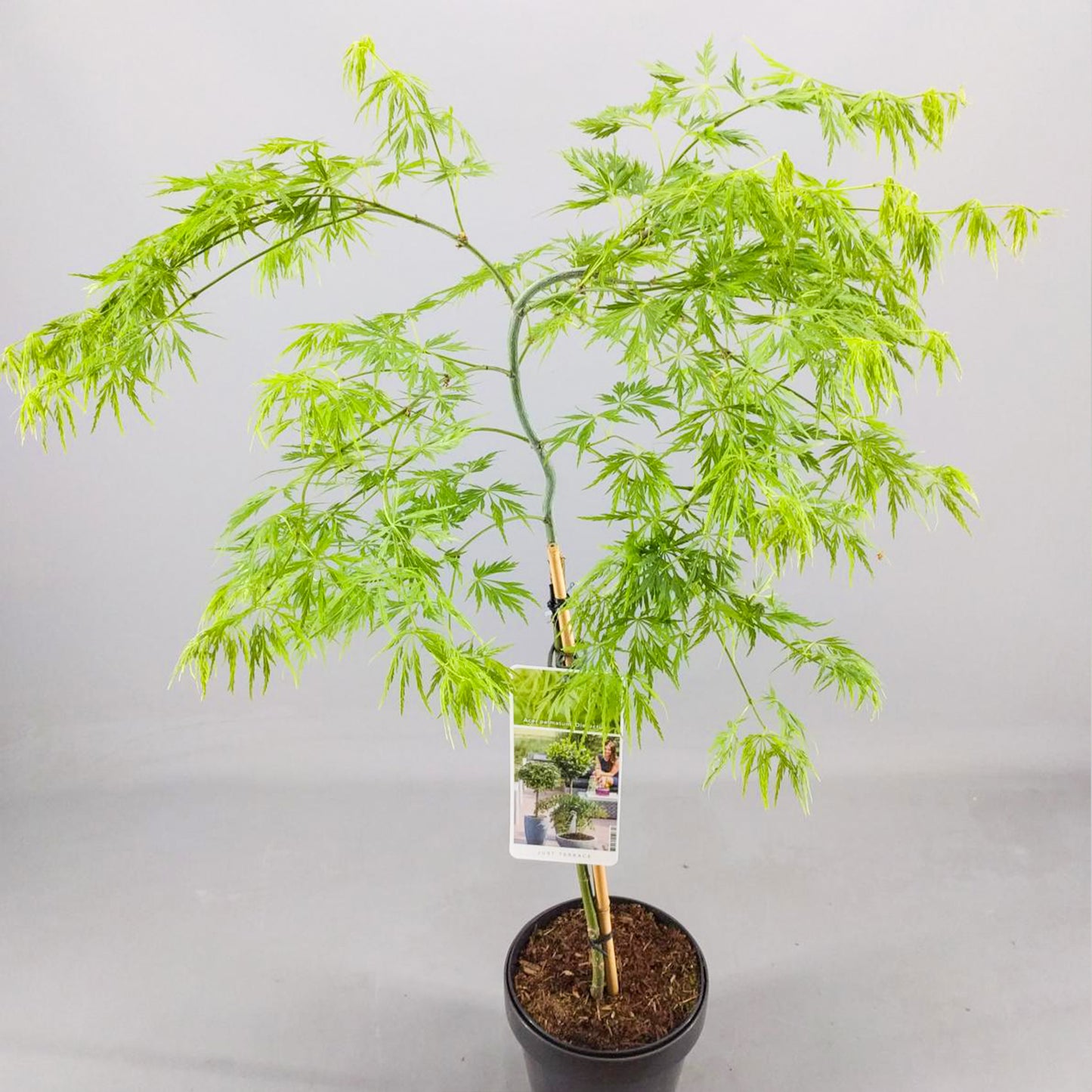 Acer Dissectum Patio Tree