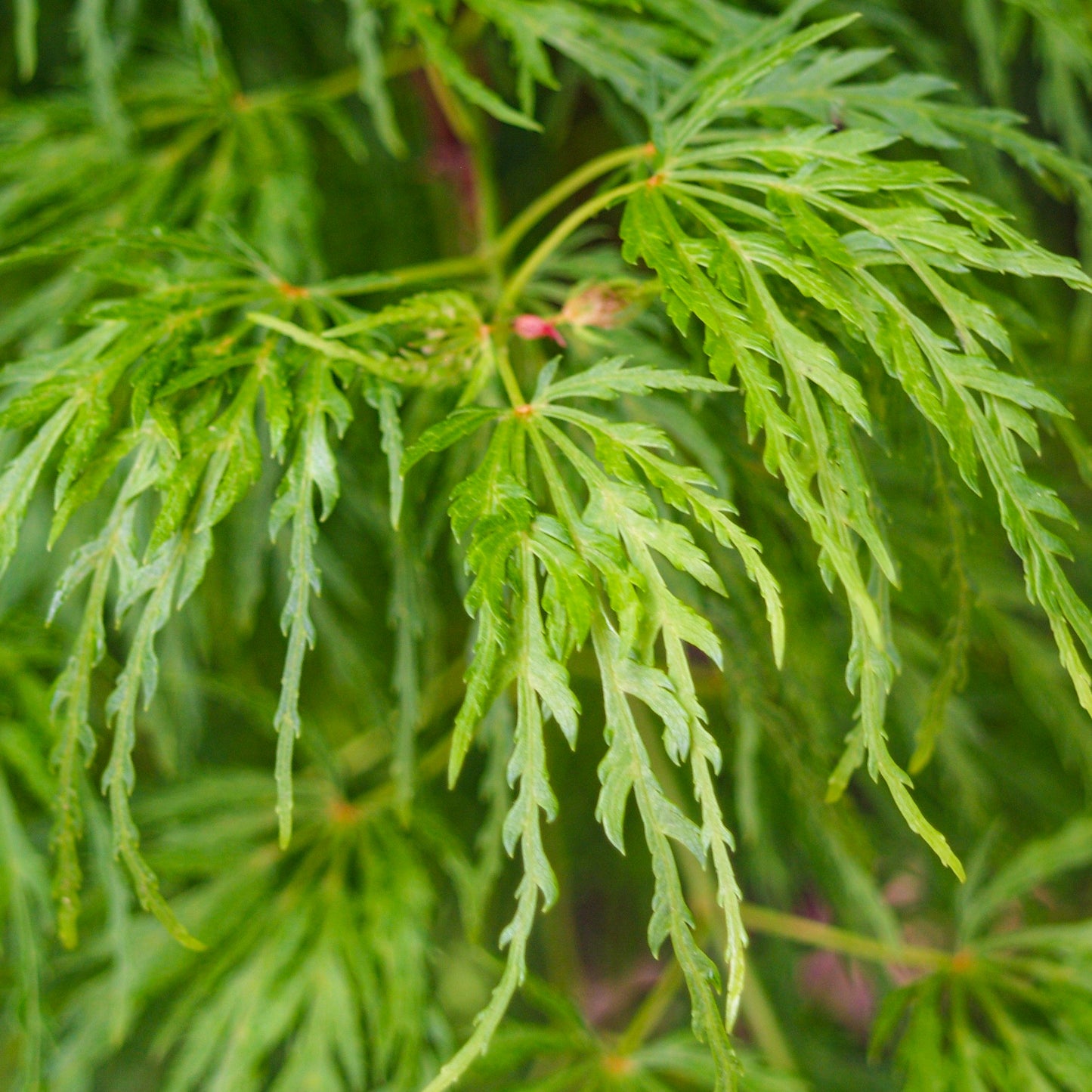 Acer Dissectum Patio Tree