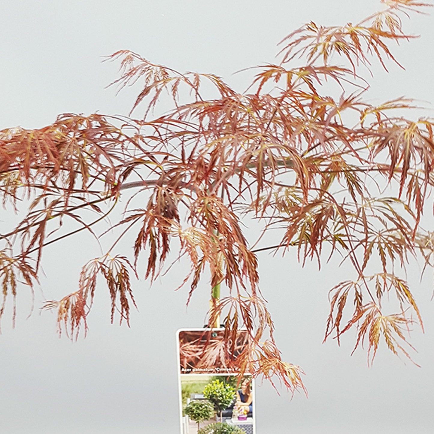 Acer Inaba-Shidare Patio Tree