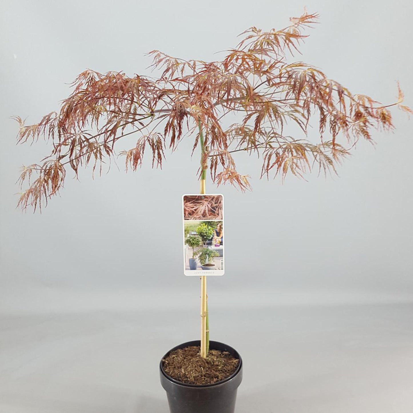 Acer Inaba-Shidare Patio Tree