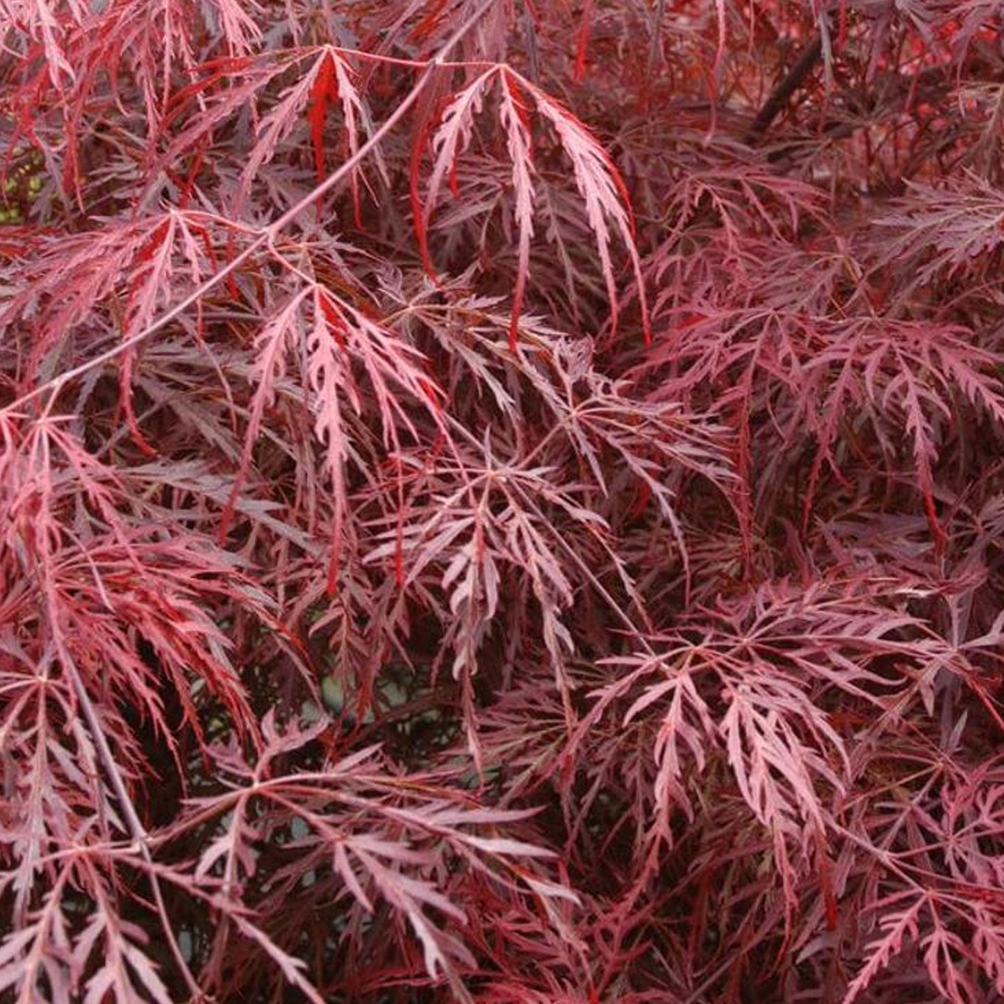 Acer Inaba-Shidare Patio Tree