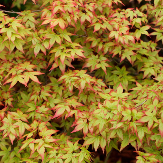 Acer Palmatum