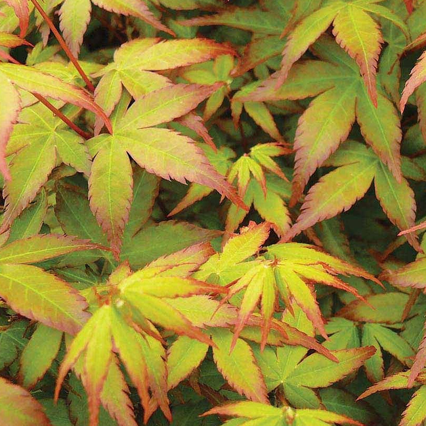Acer Palmatum