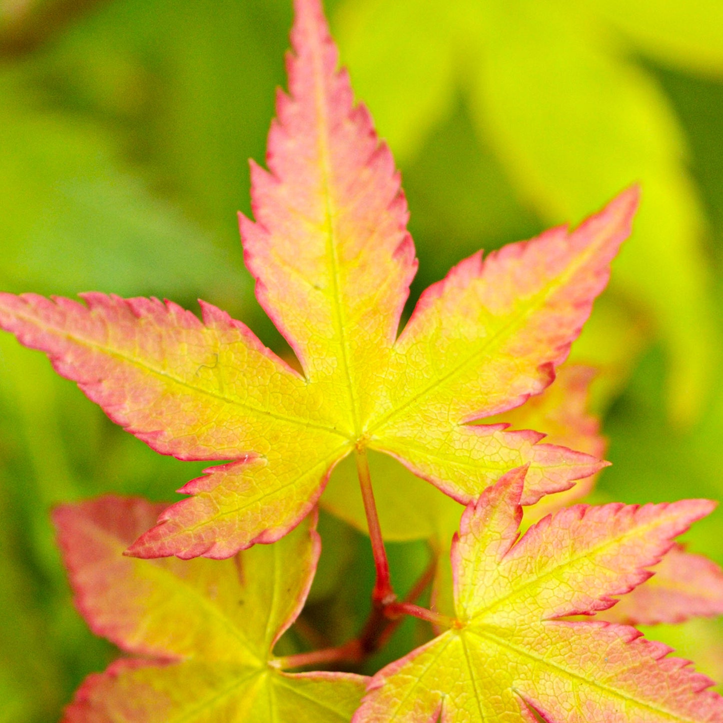 Acer Palmatum