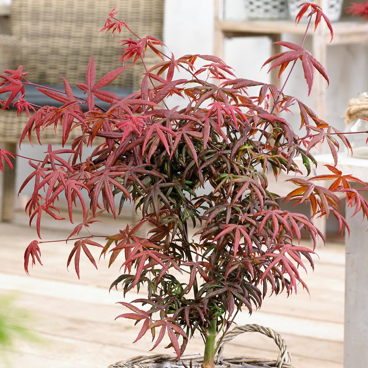 Acer Starfish