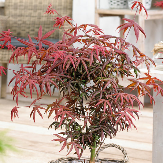 Acer Starfish