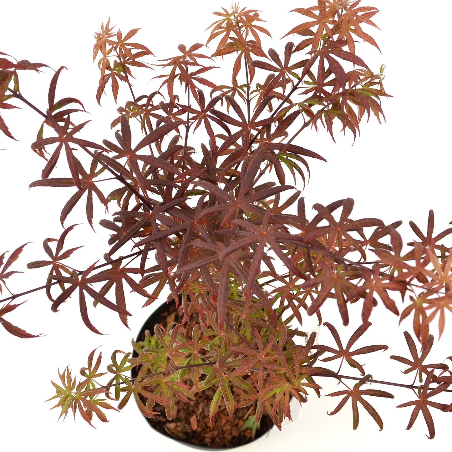 Acer Starfish