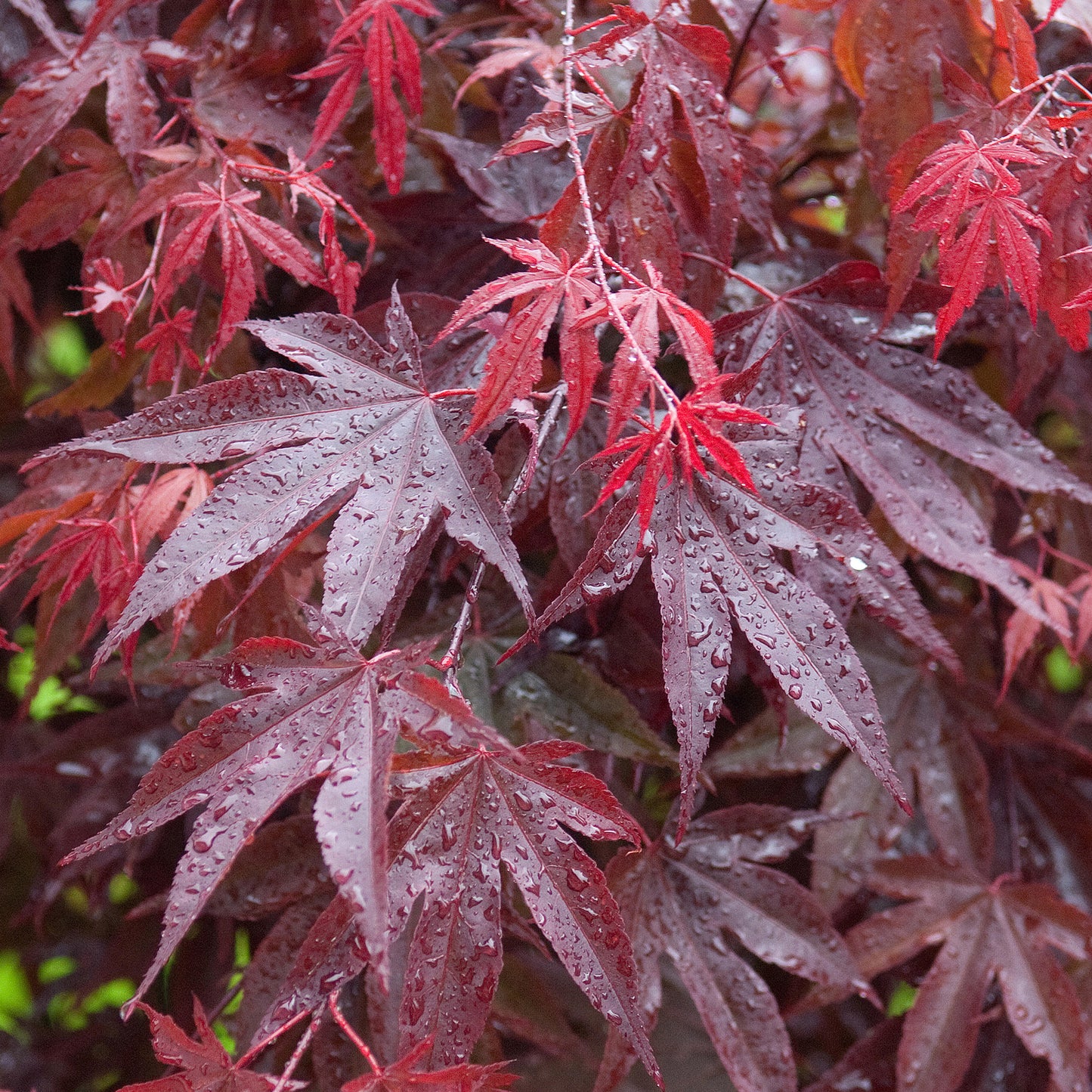 Acer Bloodgood